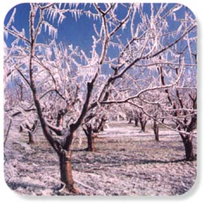 freeze scene